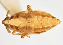 Megamelus falcatus - photo 2