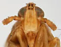 Megamelus falcatus - photo 3