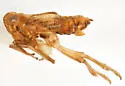 Megamelus falcatus - photo 4