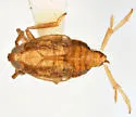 Megamelus falcatus - photo 5