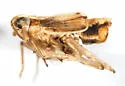 Megamelus flavus - photo 4