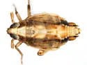 Megamelus flavus - photo 5