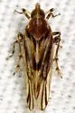 Megamelus gracilis - photo 2