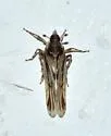 Megamelus gracilis - photo 3