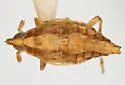 Megamelus gracilis - photo 5