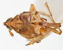 Megamelus hamatus - photo 2