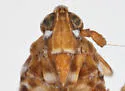 Megamelus hamatus - photo 3