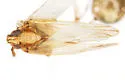 Megamelus hamatus - photo 4