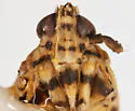Megamelus hamatus - photo 5