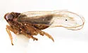 Megamelus lobatus