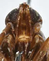 Megamelus lobatus - photo 3