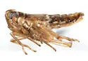Megamelus lobatus - photo 4