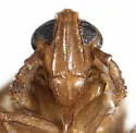 Megamelus lobatus - photo 5