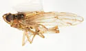 Megamelus longicornis