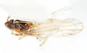 Megamelus longicornis - photo 2