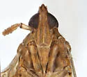 Megamelus longicornis - photo 3