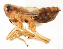 Megamelus metzaria