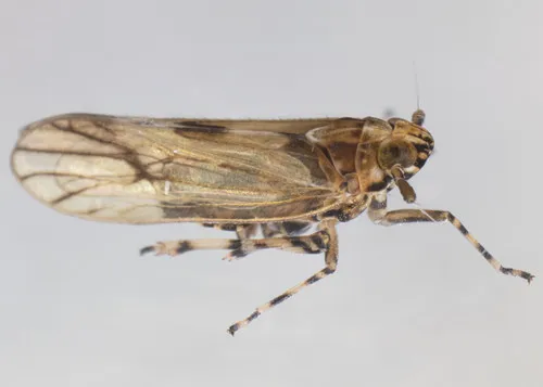 Megamelus palaetus - photo 2