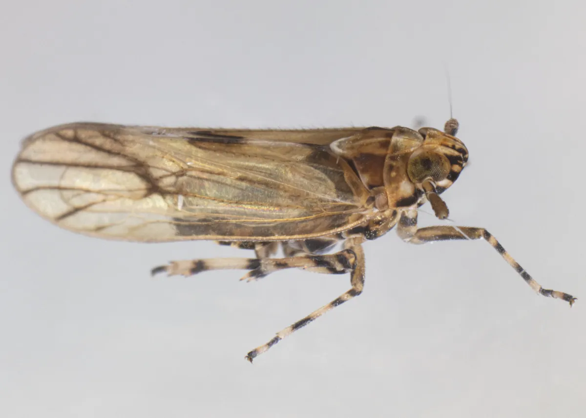 Megamelus palaetus - photo 3
