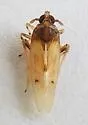 Waterhyacinth Planthopper