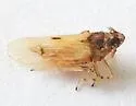 Waterhyacinth Planthopper - photo 2