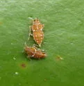 Megamelus toddi