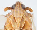 Megamelus toddi - photo 3