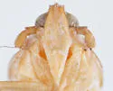 Megamelus toddi - photo 4