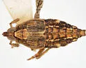 Megamelus trifidus - photo 2
