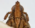 Megamelus trifidus - photo 3