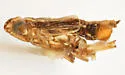 Megamelus trifidus - photo 4