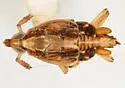 Megamelus trifidus - photo 5