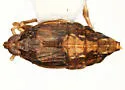 Megamelus ungulatus