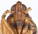 Megamelus ungulatus - photo 2