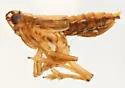 Megamelus ungulatus - photo 3