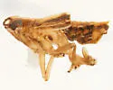 Megamelus ungulatus - photo 4