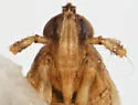 Megamelus ungulatus - photo 5