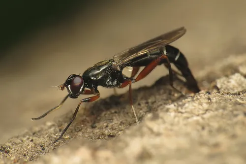 Megamerinidae - Megamerinidae