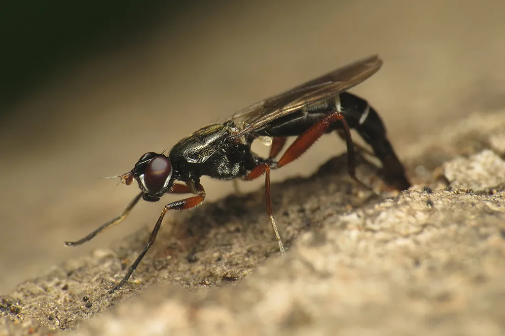 Megamerinidae - photo 2
