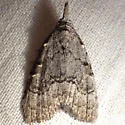 Meganola conspicua - Hodges#8988
