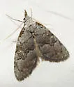 Meganola conspicua - Hodges#8988 - photo 2