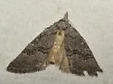Meganola conspicua - Hodges#8988 - photo 3