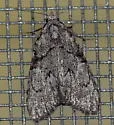 Meganola dentata - Hodges#8986