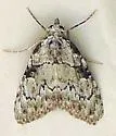 Meganola dentata - Hodges#8986 - photo 2