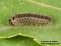 Meganola dentata - Hodges#8986 - photo 4