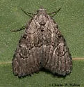 Meganola fuscula - Hodges#8985