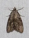 Meganola fuscula - Hodges#8985 - photo 3