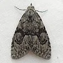 Meganola fuscula - Hodges#8985 - photo 4