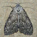 Meganola fuscula - Hodges#8985 - photo 5
