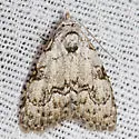 Meganola georgei - Hodges#8983.3